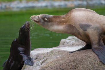 seals performing at belfast zoo, ireland