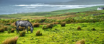 landscape in Ireland with horse in foreground
