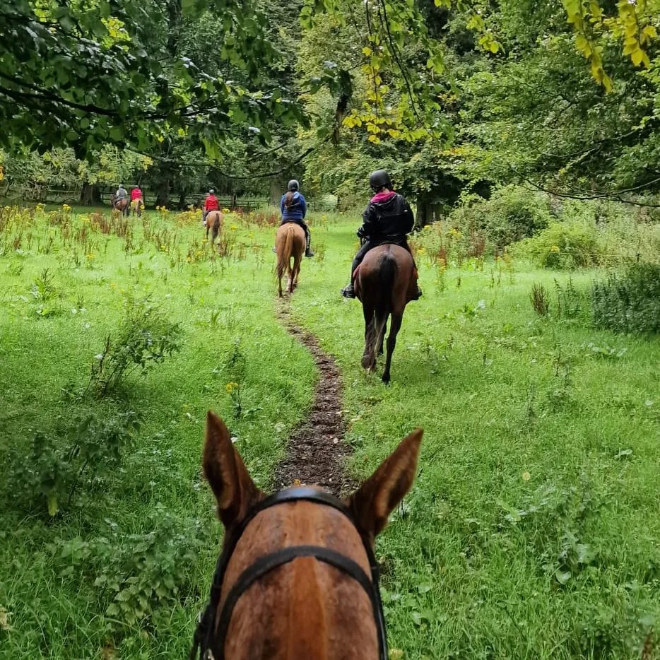 horses going down brown trail 